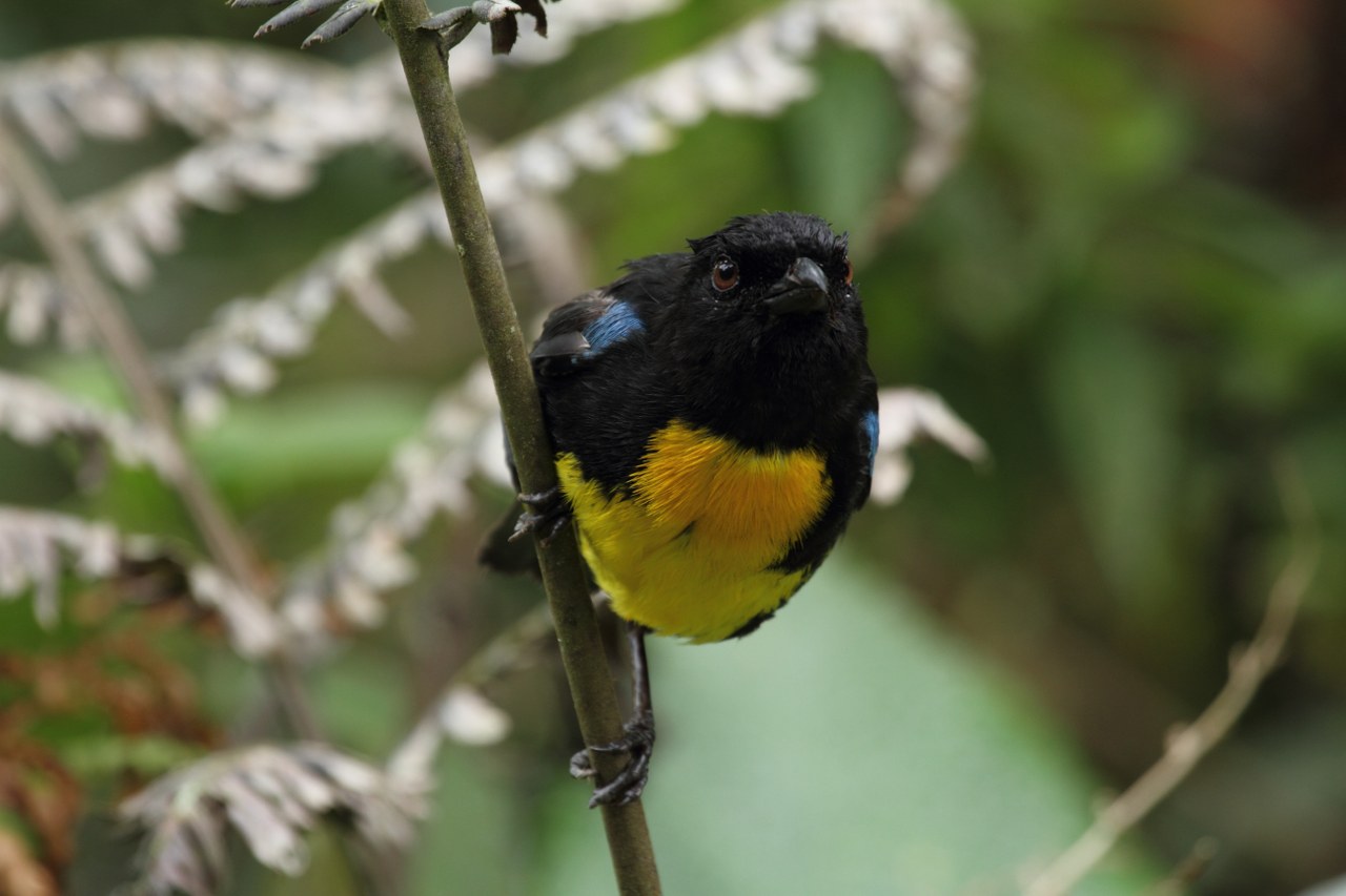 Bangsia melanochlamys - Black-and-gold Tanager.jpg